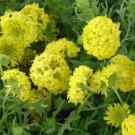 Jammas5 Gaillardia Pulchellla- Blanket flower- Sundance- Yellow- 50 seeds-
