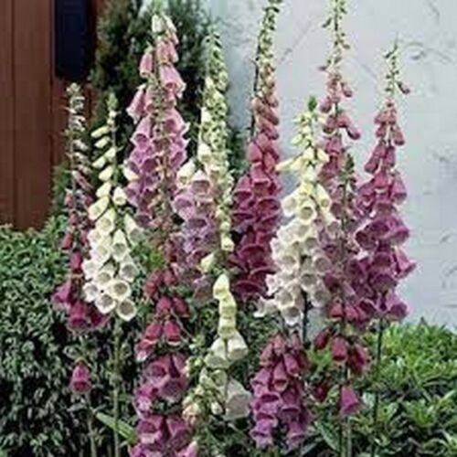 Jammas5 Foxglove- Excelsior Mix- 500 Seeds