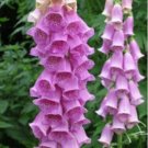 Jammas5 Foxglove- Digitalis Purpurea- Purple- 500 Seeds
