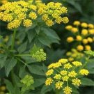 Jammas5 Zizia- Aurea- Golden Alexanders- 50 Seeds -