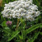 Jammas5 Yarrow- White- Achillea- 500 seeds