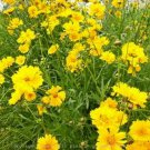 Jammas5 Coreopsis - Lance Leaf- (Lanceolata)- 200 Seeds