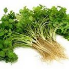 Jammas5 Coriander-(Coriandrum Sativum Santo) -100 Seeds