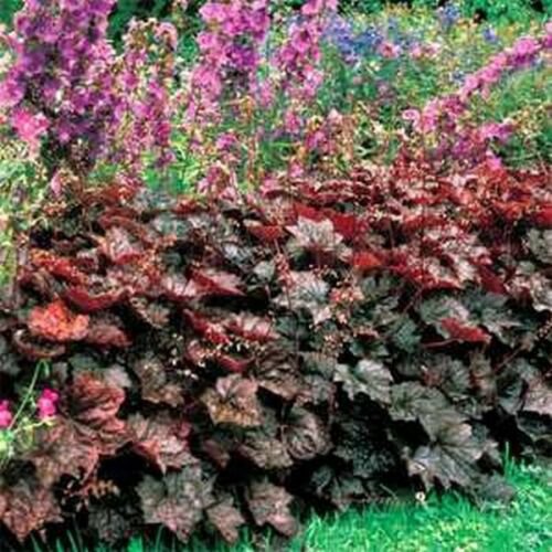 Jammas5 Coral Bells- (Heuchera Micrantha) Palace Purple- 50 Seeds