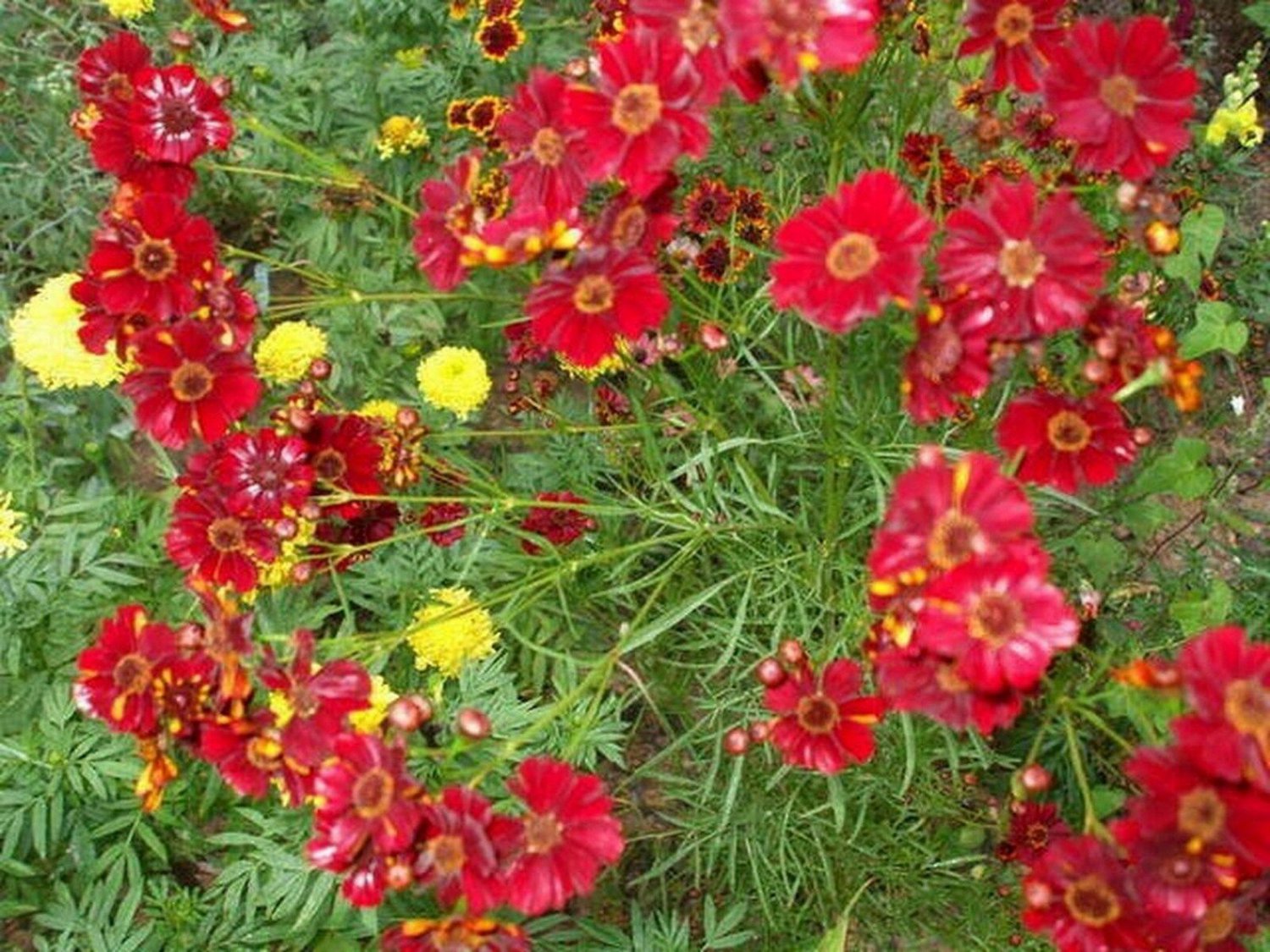 Jammas5 Coreopsis - Red Dwarf- 100 Seeds