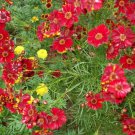 Jammas5 Coreopsis - Red Dwarf- 100 Seeds