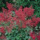 Jammas5 Coral Bells- Sanguinea Firefly- 100 Seeds