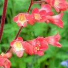 Jammas5 Coral Bells- Heuchera- Mix- 50 Seeds