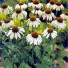 Jammas5 Coneflower- (Echinacea Purpurea alba)- White Swan- 25 seeds