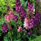 Jammas5 Verbascum- Mullein Phoeniceum Mix- 100 seeds -