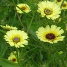 Jammas5 Umbrella Milkwort- Tolpis Barbata -100 Seeds