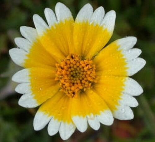 Jammas5 Tidy Tips- Layia Platyglossa - 200 Seeds