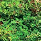Jammas5 Thyme- Thymus Vulgaris- 200 Seed