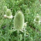 Jammas5 Teasel- Dipsacus Sativus - 50 Seeds