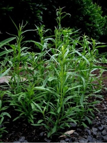 Jammas5 Tarragon -Artemisia Dracunculus- 200 seeds