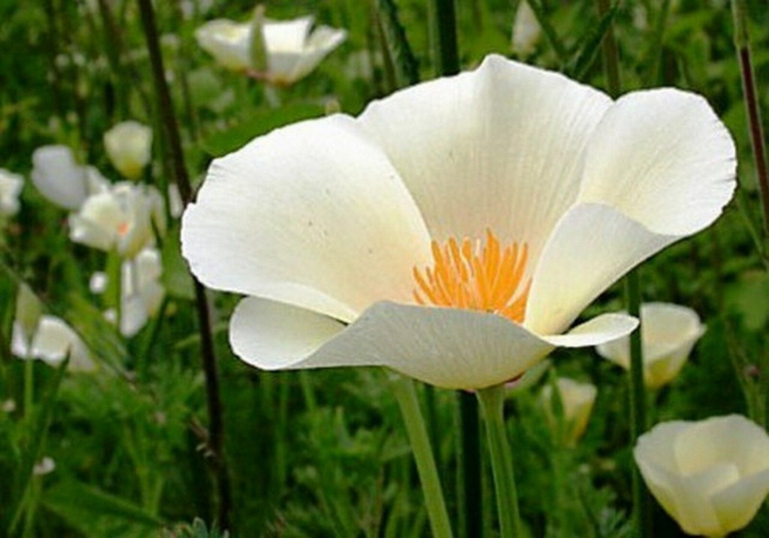 Jammas5 Poppy- White Linen- 100 Seeds -