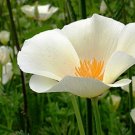 Jammas5 Poppy- White Linen- 100 Seeds -