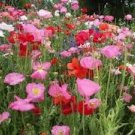 Jammas5 Poppy- Shirley Mix- 1000 Seeds