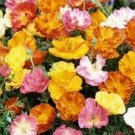 Jammas5 Poppy- Ballerina Mix- 200 seeds