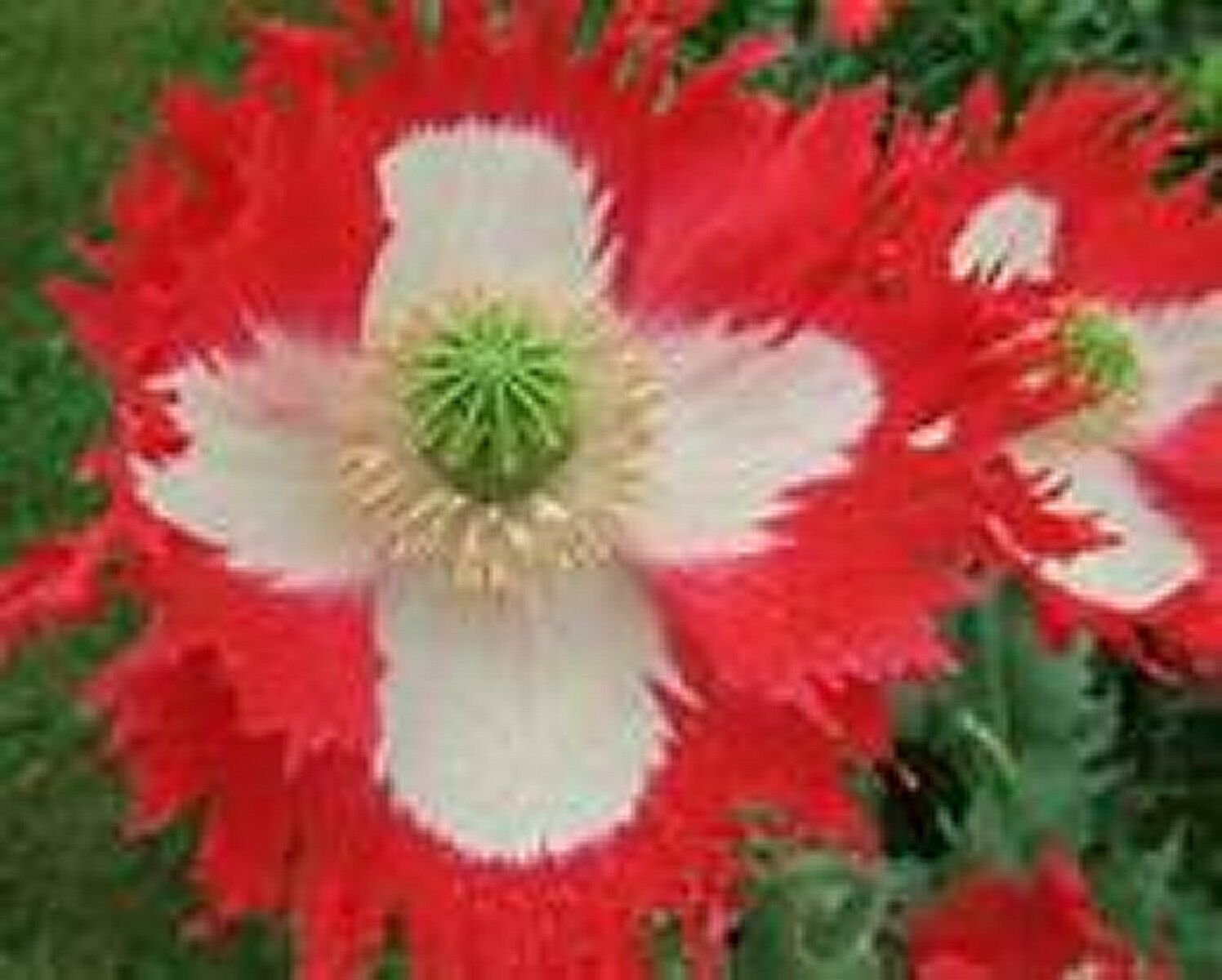 Jammas5 Poppy- Danish Flag/Queens- 500 Seeds