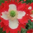 Jammas5 Poppy- Danish Flag/Queens- 500 Seeds