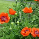 Jammas5 Poppy- Orientale Orange-Scarlet- 200 Seeds