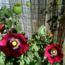 Jammas5  Poppy- Pepperbox- 200 Seeds