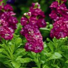 Jammas5 Stock- Matthiola Incana Ten Week -Rose- 50 Seeds