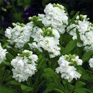 Jammas5 Stock- Matthiola Incana Ten Week -White- 50 Seeds