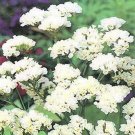 Jammas5 Statice (Limonium Sinuatum)- Iceburg White -50 Seeds