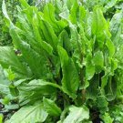 Jammas5 Sorrel (Rumex Acetosa)- 200 seeds