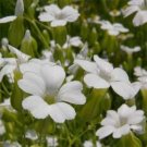 Jammas5 Soapwort-Saponaria Vaccaria -Alba-white- 50 Seeds