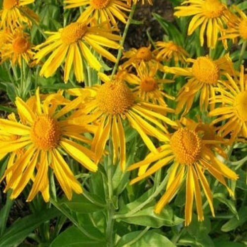 Jammas5 Sneezeweed Hoopesii (Helenium )- 50 seeds