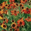 Jammas5 Sneezeweed Autumnale (Helenium )- 50 seeds