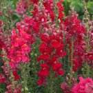 Jammas5 Snapdragon- Ruby- 200 seeds