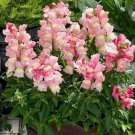 Jammas5 Snapdragon- Appleblossom- 200 seeds
