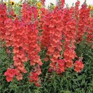 Jammas5 Snapdragon- Orange Wonder- 200 seeds