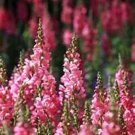 Jammas5 Snapdragon- Pink- 100 seeds