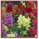 Jammas5 Snapdragon- Moroccan Mix- 100 seeds