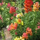 Jammas5 Snapdragon- Corona Mix- 100 seeds
