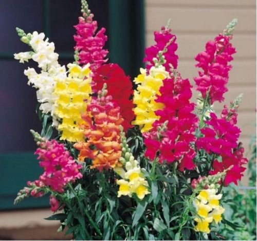 Jammas5 Snapdragon- Northern Lights Mix- 200 seeds