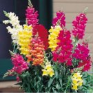 Jammas5 Snapdragon- Northern Lights Mix- 200 seeds