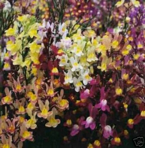 Jammas5 Snapdragon- Baby Toadflax Mix- 200 seeds