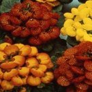 Jammas5 Slipper Flower- (Calceolaria Herbeohybrida) Fascination Mix- 50 Seeds