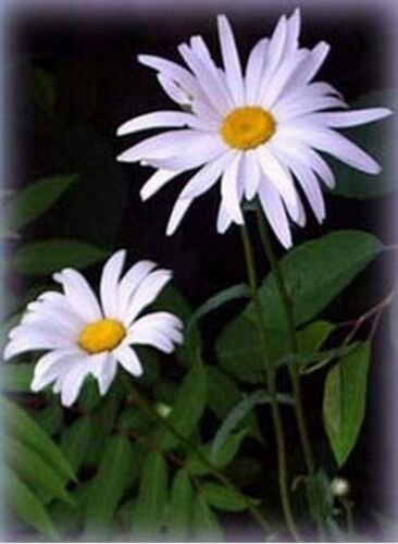 Jammas5 Shasta Daisy- 100 Seeds