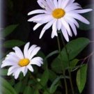 Jammas5 Shasta Daisy- 100 Seeds