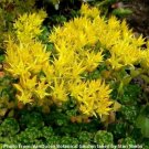 Jammas5 Sedum - Oreganum - 50 Seeds