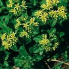 Jammas5 Sedum - Ellacombium - 50 Seeds