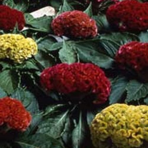 Jammas5 Cockscomb-(Celosia Cristata Nana)- Mix- 25 seeds