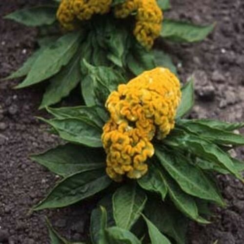 Jammas5 Cockscomb-(Celosia Cristata Nana)- Yellow- 25 seeds